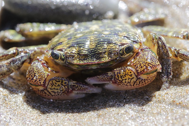 File:Striped Shore crab - Pachygrapsus crassipes (42676615001).jpg