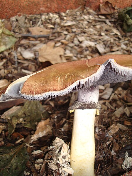 File:Stropharia rugosoannulata.jpg