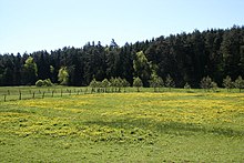 Sumpfdotterblumenwiese im Biotop-Verbundsystem Oberes Wetschafttal zwischen Ernsthausen und Roda