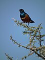 Serengeti, Tanzania