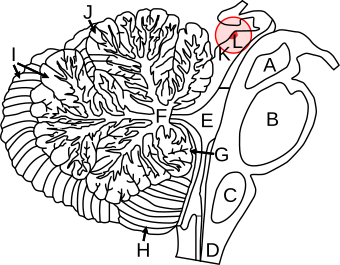 Superior colliculus of the human midbrain.svg