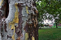 Close-up of the characteristic bark