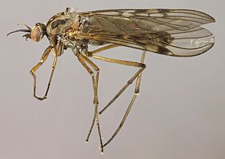 <i>Sylvicola punctatus</i> Species of fly