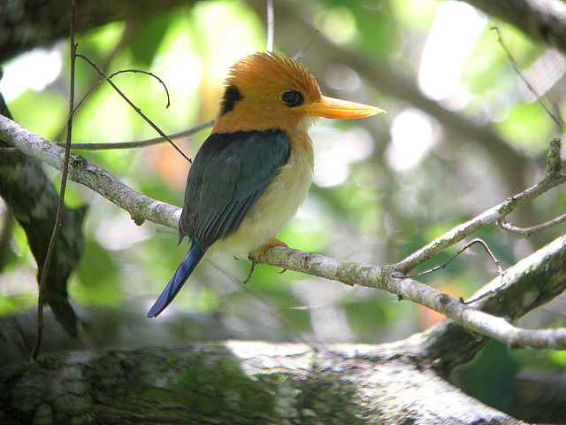 Like many forest-living kingfishers, the yellow-billed kingfisher often nests in arboreal termite nests.