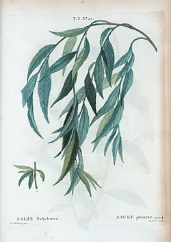 T3 27 Salix babylonica par Pierre-Joseph Redouté.jpeg