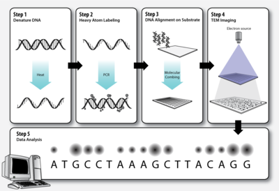 Workflow of transmission electron microscopy DNA sequencing TEM-SMS-Workflow.png
