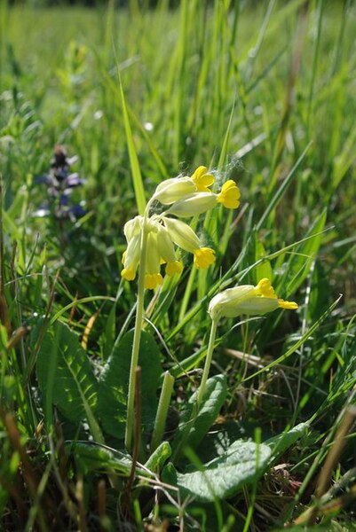 File:TF Meadow - geograph.org.uk - 2388684.jpg