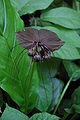 Tacca chantrieri close-up van de bloem