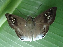 Tagiades parra z Mindanao, Filipíny 5.jpg