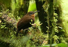 Ecuadori példány