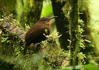 Tawny-throated leaftosser Species of bird