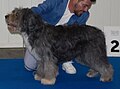 Terceira Cattle Dog, grey & white