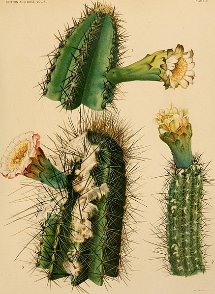 File:The Cactaceae - descriptions and illustrations of plants of the cactus family (1919) (14779985401).jpg