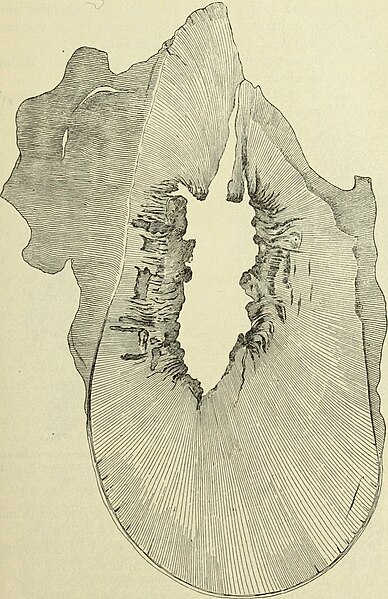 File:The Dental cosmos (1890) (14778827752).jpg