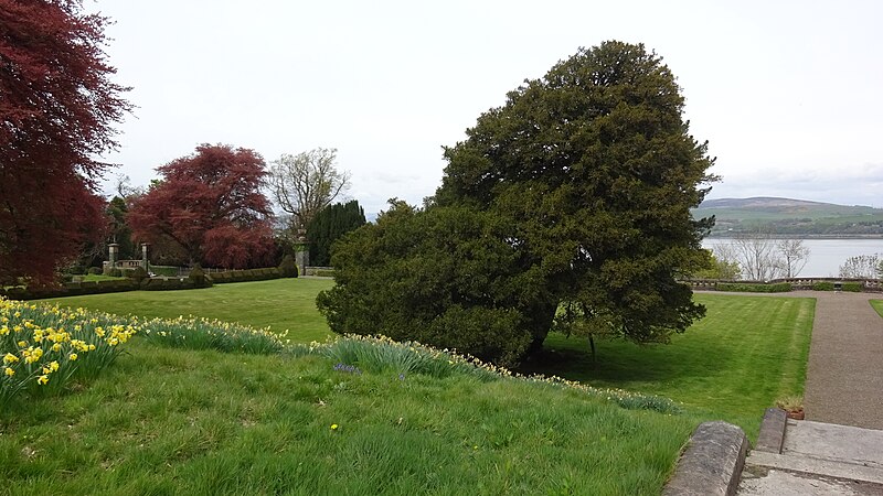 File:The John Knox Yew, Finlayston House, Langbank. View north.jpg