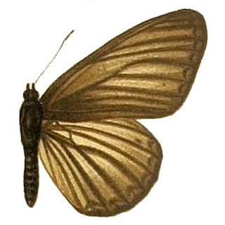 <i>Aldania raddei</i> Species of butterfly