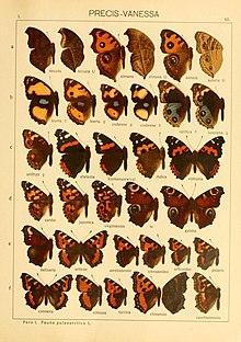 Yang Macrolepidoptera of the world (Taf. 62) (8145291968).jpg