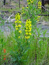 Mountain goldenbanner Thermopsis montana.jpg