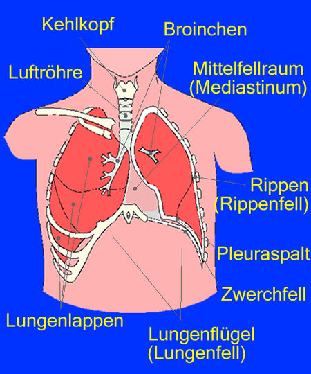 ไฟล์:Thorax.jpg