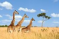 97 Three giraffes 01 uploaded by Byrdyak, nominated by IamMM,  30,  0,  0