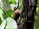 Thripadectes ignobilis - Uniform treehunter; Cerro Montezuma, Risaralda, Colombia.jpg