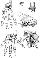 Atlas, axis, and limb bones; the outlines of the missing foot bones are restored after the thylacine Thylacosmilus atlas, axis, and limb bones.jpg