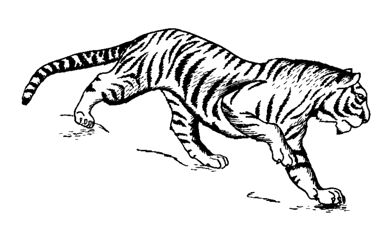 File:Tiger (PSF).png