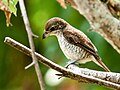 120px-Tiger_Shrike_(Lanius_tigrinus%2C_juvenile)%2C_Bukit_Timah%2C_Singapore_-_20140224.jpg