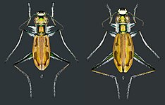 Hypaetha ornatipennis[nl]