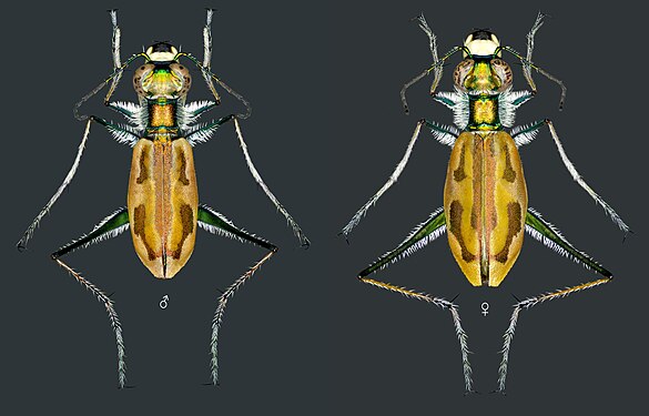 Жук-скакун Hypaetha ornatipennis Schilder, 1953 (Coleoptera, Carabidae), самець і самка. Іран, Белуджистан.