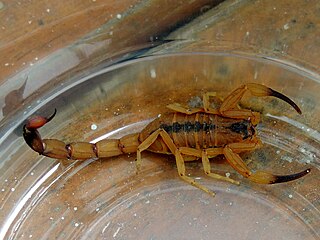 <i>Tityus stigmurus</i> Species of scorpion