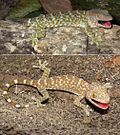 Tokay gecko (Gekko gecko) adult male and juvenile.jpg