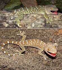 Adult male and juvenile G. gecko: Note the brownish, regenerated tail on the adult (top) Tokay gecko (Gekko gecko) adult male and juvenile.jpg