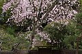 本堂門前の枝垂桜