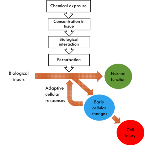 Toxicity pathways. Toxicity pathways describe the processes by