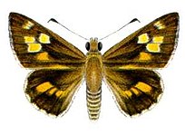 Trapezitler iacchus (ento-csiro-au) .jpg