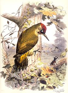 Le Pic vert (Picus viridis), dans Les oiseaux les plus remarquables…, de Buffon.