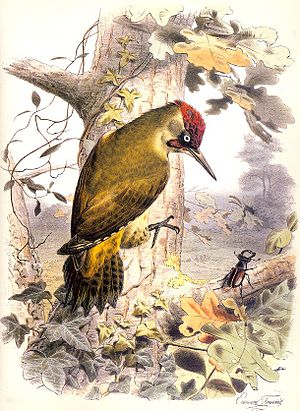 Travies-Picus viridis.jpg