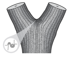 Typical wood grain pattern at a mature tree fork, Slater et al.2014 Tree fork wood grain anatomy, Slater and Ennos 2015.png