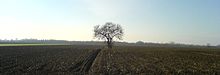 Einfach mit einem Baum in der Mitte