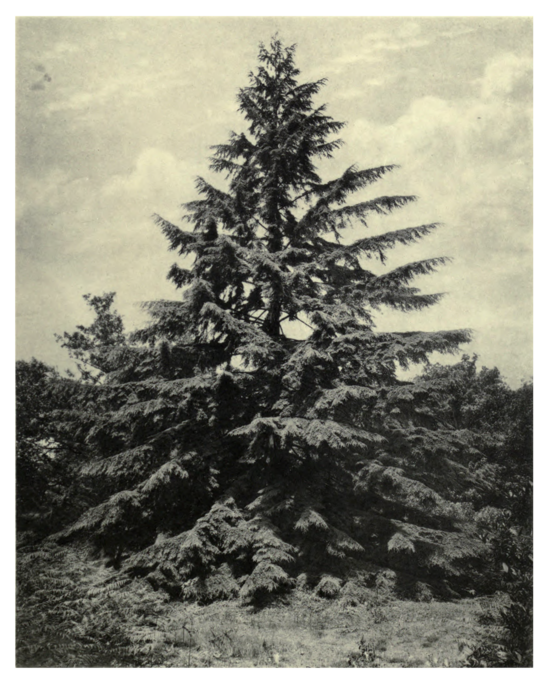 Plate 68: Western Hemlock at Dropmore