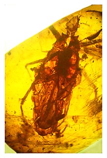 <i>Triatoma dominicana</i> species of insect