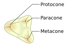 Generalized tribosphenic left upper molar, showing the protocone, paracone, and metacone. Tribosphenic molar.svg