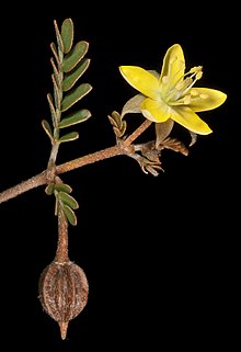 Tribulus macrocarpus (7596836536) .jpg