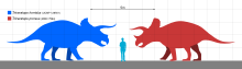 Size comparison with T. horridus in blue and T. prorsus in red Triceratops Scale V1.svg
