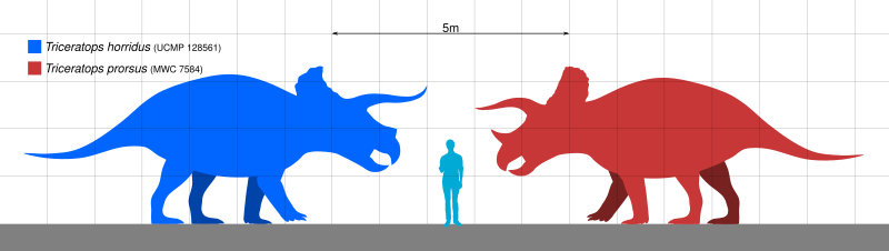 File:Triceratops Scale V1.svg