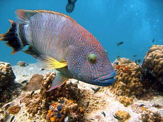 Tripletail wrasse