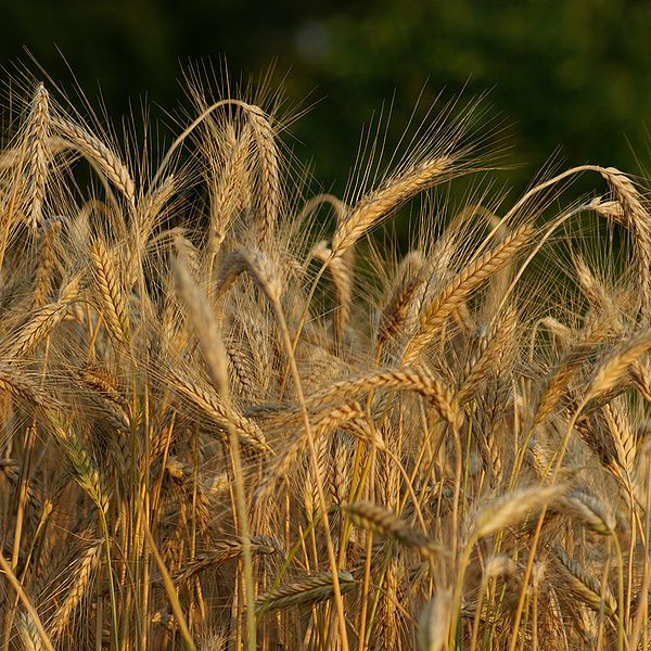 File:Triticum polonicum L 1.JPG