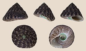 Trochus ochroleucus, shell