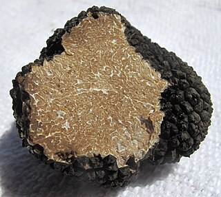 The summer truffle or burgundy truffle is a species of truffle, found in almost all European countries.